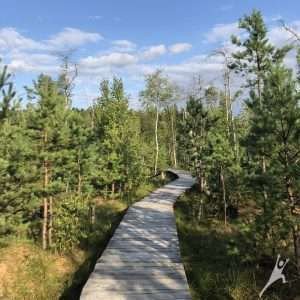 Dubravos miškais (15 km)