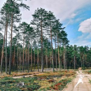 Miško keliukais tarp dviejų draustinių (13 km)