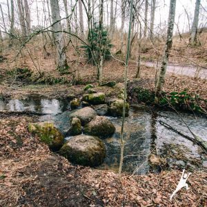 Miško takais per Šventosios baseiną (31 km)