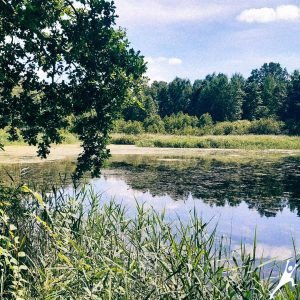 Zielona Makówka: Mistrzowskie świerki i leśne bagna (11 km)