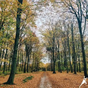 Szlak przez Dolinę Będkowską oraz Dolinę Szklarki (19 km)