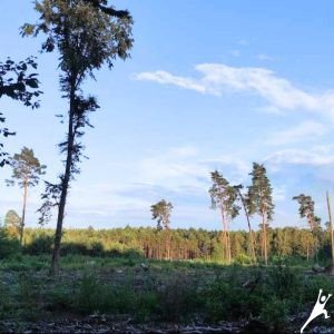 Przechadzka w lasach Sękocińskich (7 km)