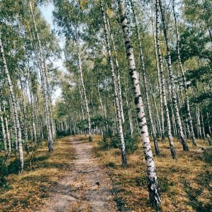 Las Jabłonna południe (8 km)