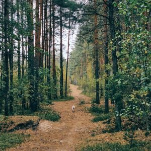 Rezerwat przyrody Bukowiec Jabłonowski (6 km)