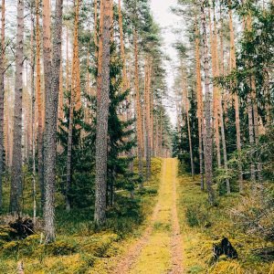 Božu ūdenskrātuve un meži ap Lapsām (19 km)